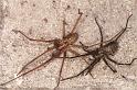 Tegenaria_atrica_D8290_Z_91_Les Gris_Frankrijk